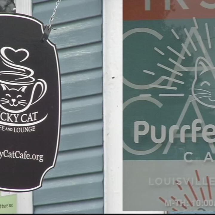 Fox show, Call me Kat creates frenzy at Louisville cat cafes